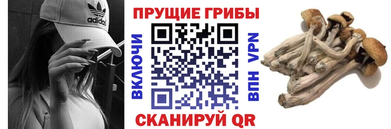 купить закладку  Юхнов  Галлюциногенные грибы мицелий 